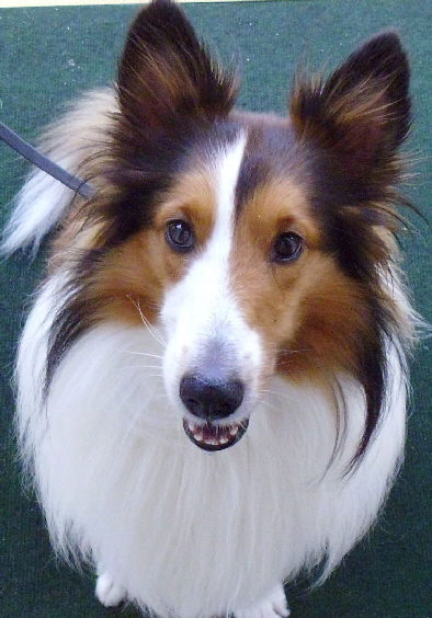 Cody, one of our canine guests