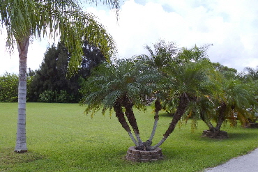 Another view along our entrance driveway